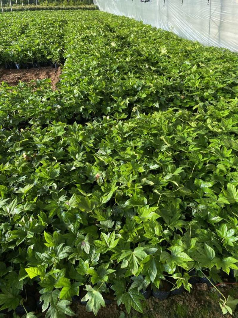 八角金盘种植基地八角金盘一手货源八角金盘