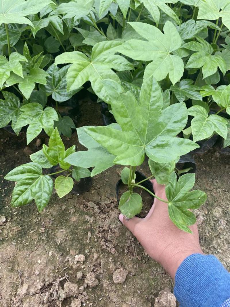 八角金盘种植基地八角金盘一手货源八角金盘