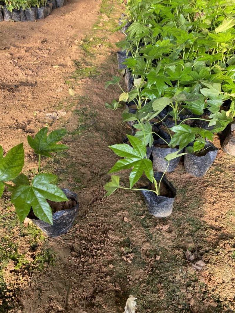 八角金盘种植基地八角金盘一手货源八角金盘