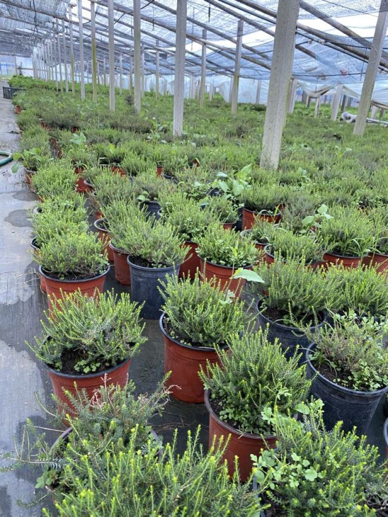 欧石楠自产自销欧石楠种植基地欧石竹批发价格