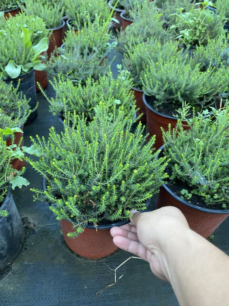 欧石楠自产自销欧石楠种植基地欧石竹批发价格