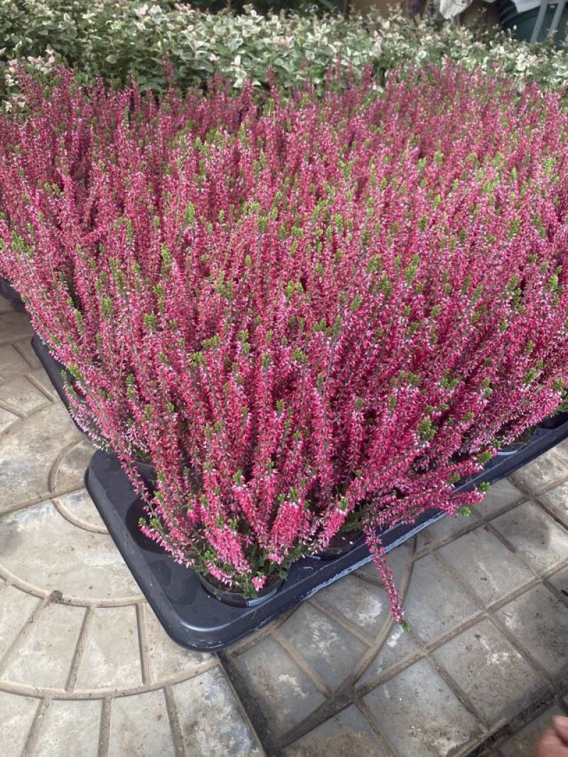 欧石楠自产自销欧石楠种植基地欧石竹批发价格