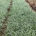 银纹沿阶草自产自销银纹沿阶草种植基地沿阶草