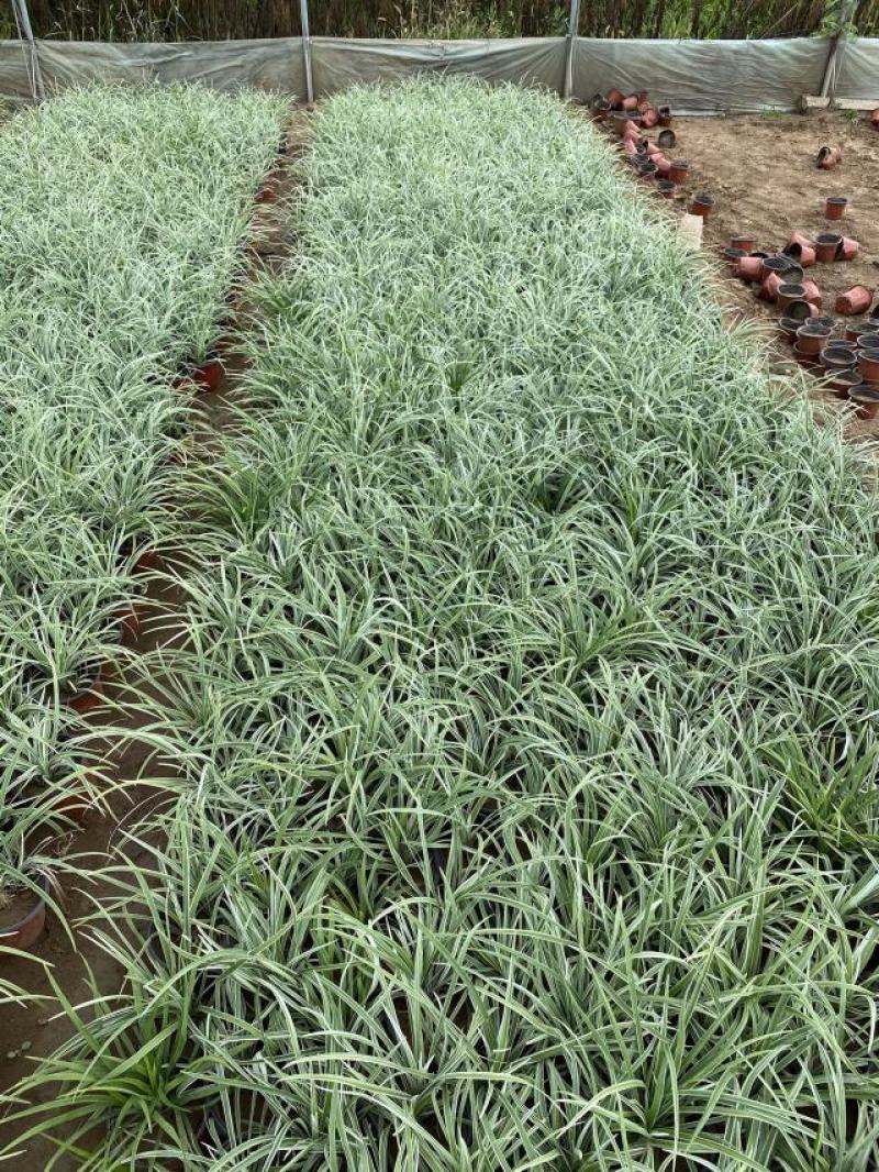 银纹沿阶草自产自销银纹沿阶草种植基地沿阶草