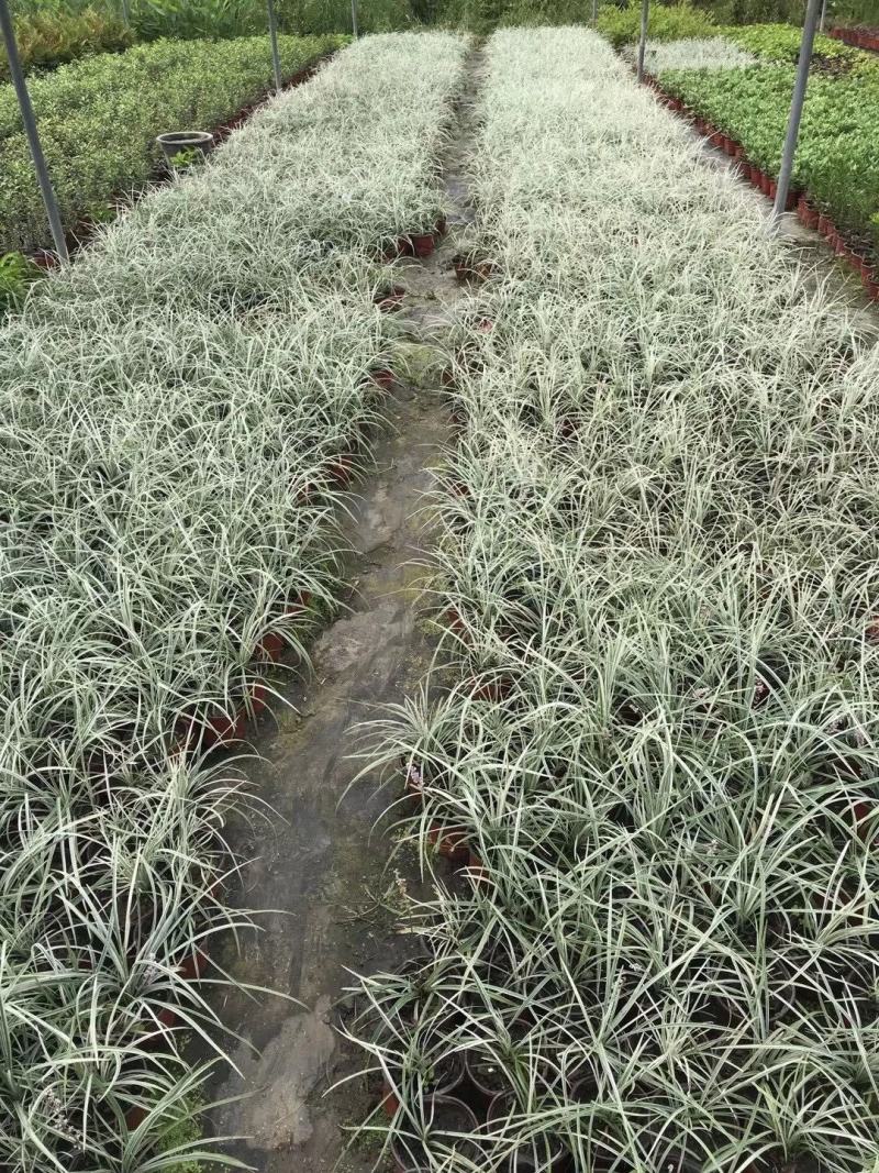 银纹沿阶草自产自销银纹沿阶草种植基地沿阶草