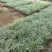 银纹沿阶草自产自销银纹沿阶草种植基地沿阶草