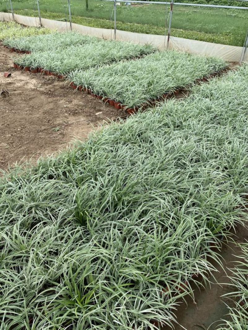 银纹沿阶草自产自销银纹沿阶草种植基地沿阶草