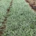 银纹沿阶草自产自销银纹沿阶草种植基地沿阶草
