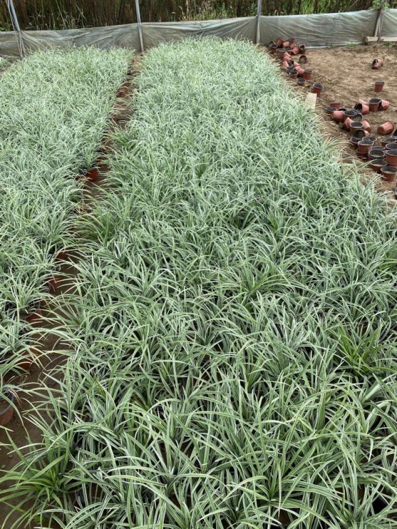 银纹沿阶草自产自销银纹沿阶草种植基地沿阶草