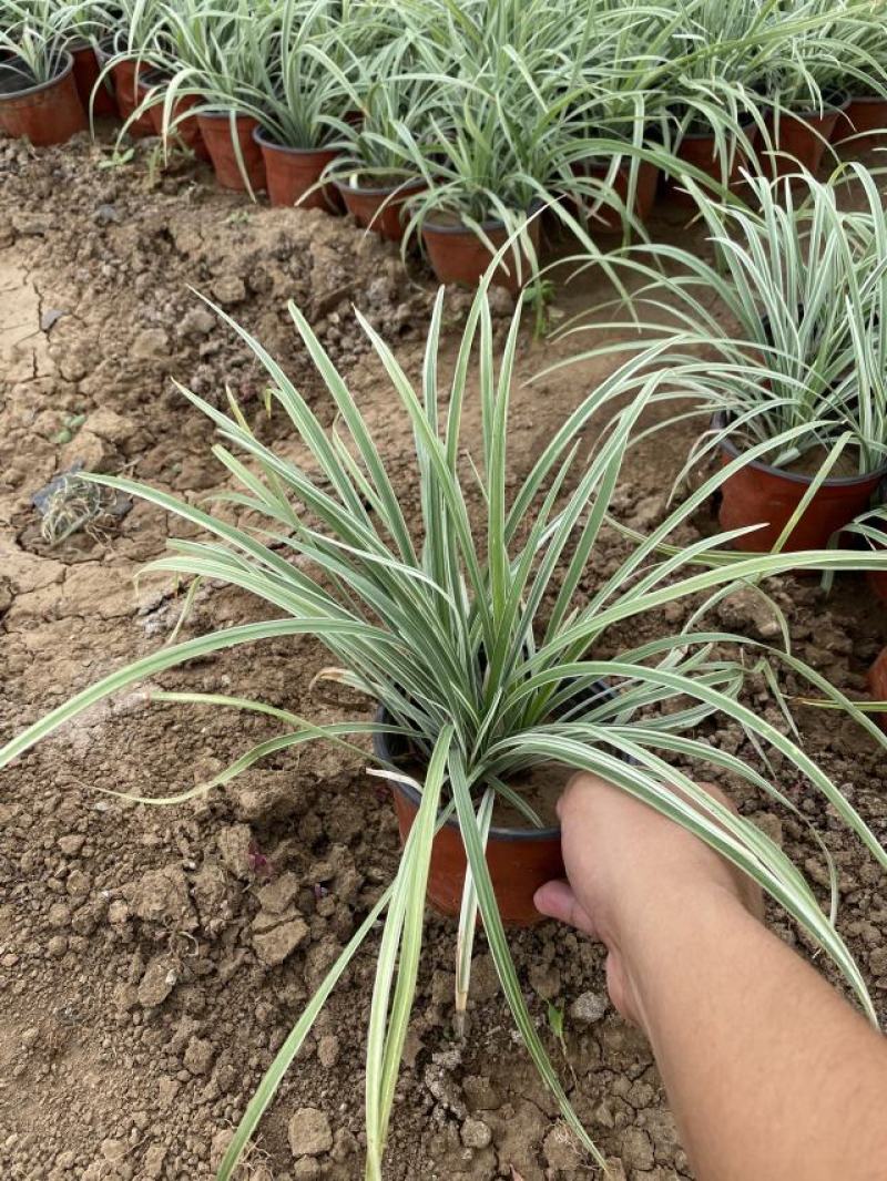 银边麦冬种植基地银边麦冬一手货源银边麦冬