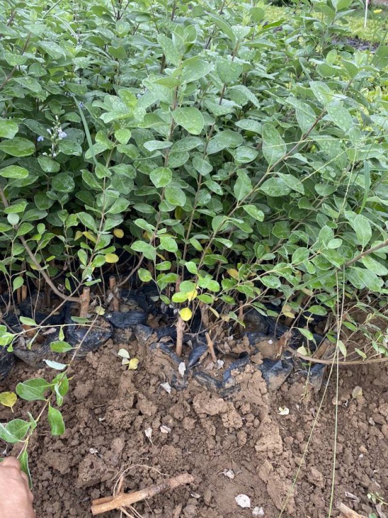 单叶蔓荆自产自销单叶蔓荆50万低价处理