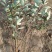 单叶蔓荆自产自销单叶蔓荆50万低价处理
