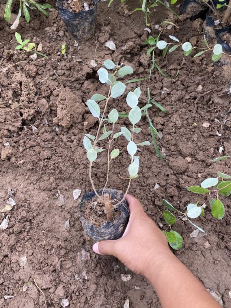 单叶蔓荆种植基地。单叶蔓荆自产自销。300万价格