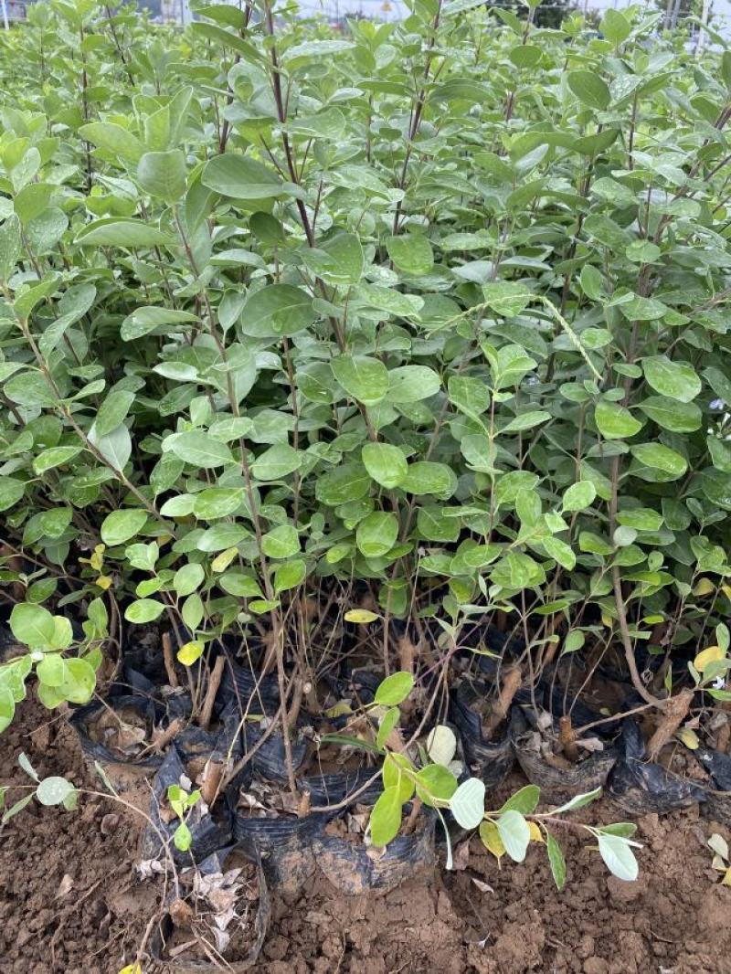 单叶蔓荆种植基地。单叶蔓荆自产自销。300万价格