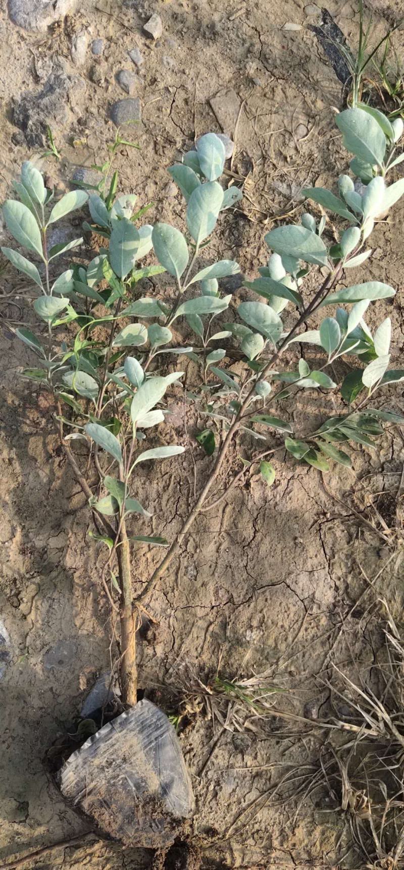 单叶蔓荆种植基地。单叶蔓荆自产自销。300万价格