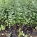单叶蔓荆种植基地。单叶蔓荆自产自销。300万价格