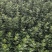 单叶蔓荆种植基地。单叶蔓荆自产自销。300万价格