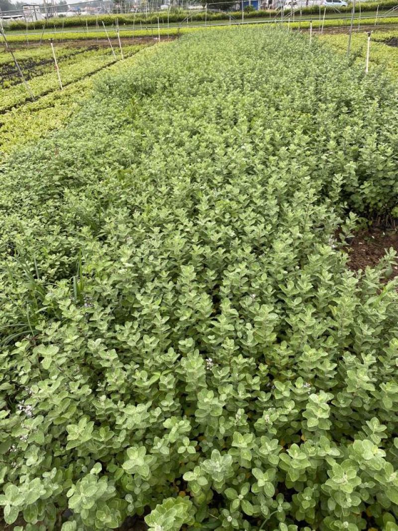单叶蔓荆种植基地。单叶蔓荆自产自销。300万价格