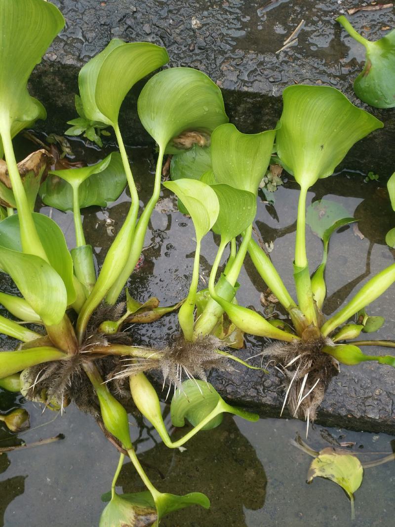 风眼蓝(水葫芦)基地植发，质优价廉，货源充足，欢迎采购