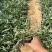 矢车菊一手货源矢车菊绿化专用矢车菊便宜处理