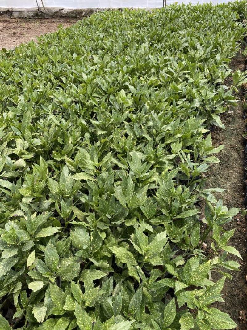 矢车菊一手货源矢车菊绿化专用矢车菊便宜处理