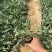 矢车菊一手货源矢车菊绿化专用矢车菊便宜处理