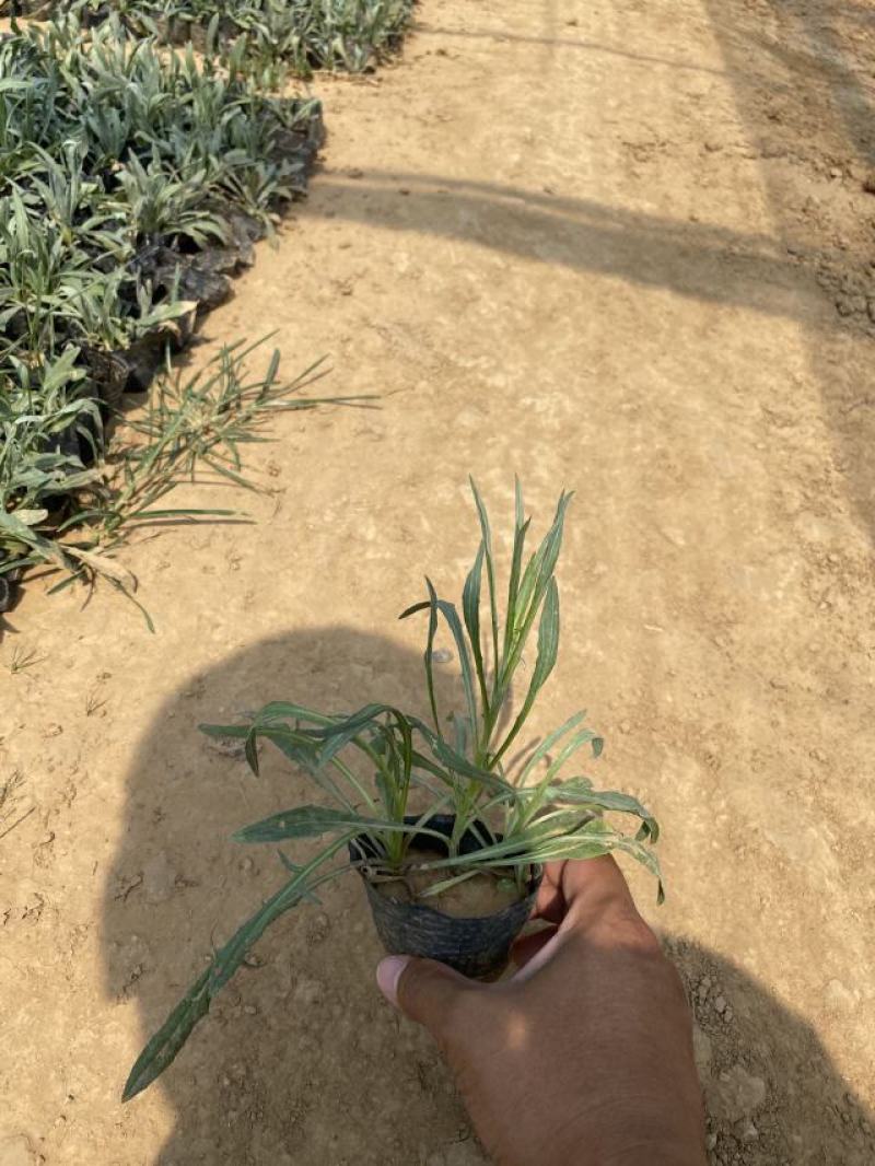 矢车菊一手货源矢车菊绿化专用矢车菊便宜处理