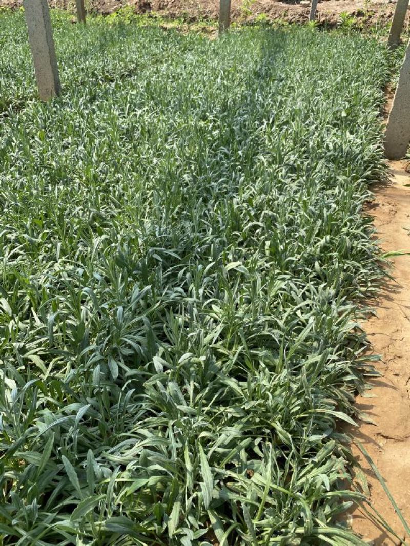 矢车菊一手货源矢车菊绿化专用矢车菊便宜处理