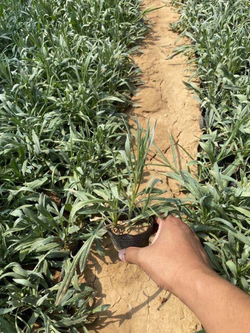 矢车菊一手货源矢车菊绿化专用矢车菊便宜处理