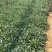 矢车菊一手货源矢车菊绿化专用矢车菊便宜处理