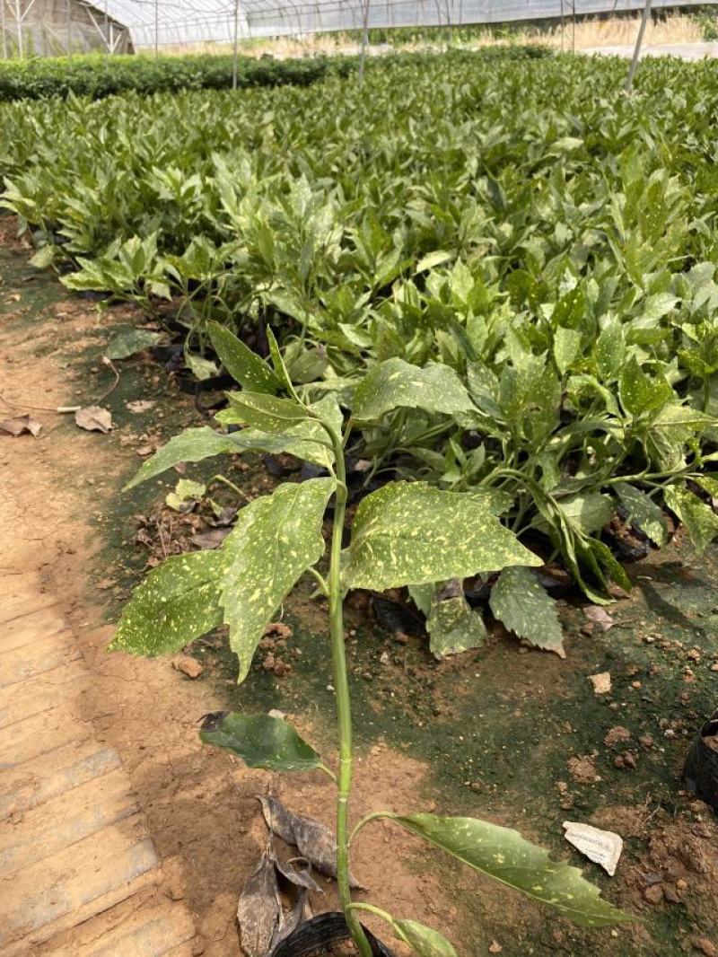 洒金珊瑚自产自销洒金珊瑚种植基地洒金珊瑚