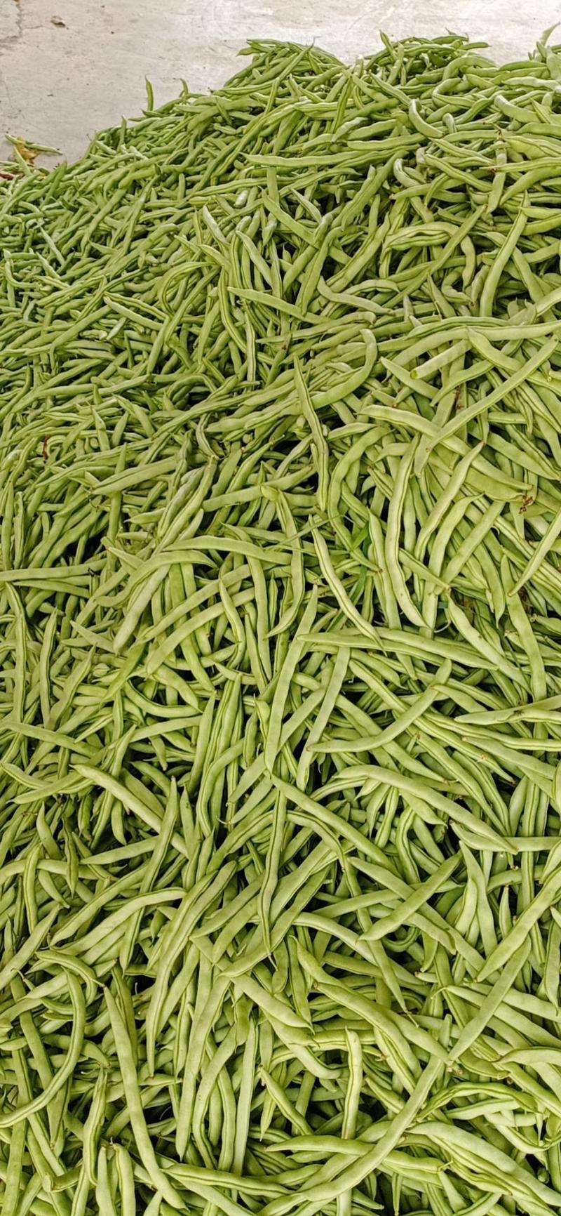 广西省北海市合浦县四季豆开始上市，欢迎全国各地老板来收购