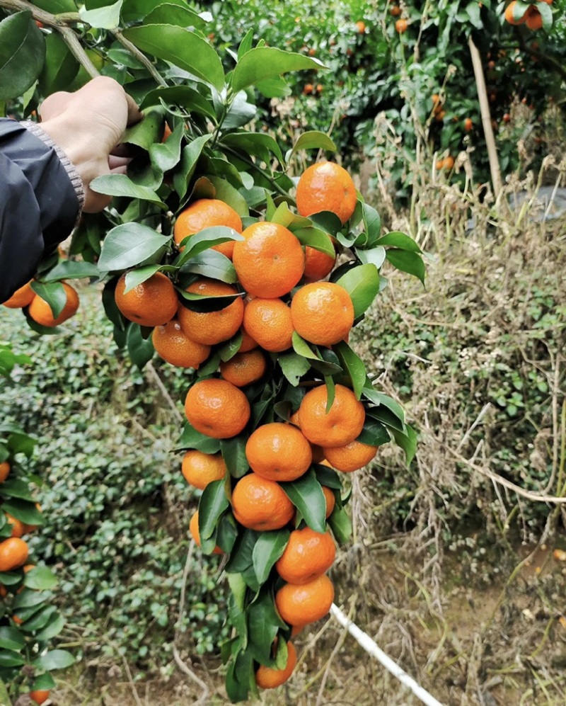 广西象州来宾砂糖橘大量供应对接全国果商