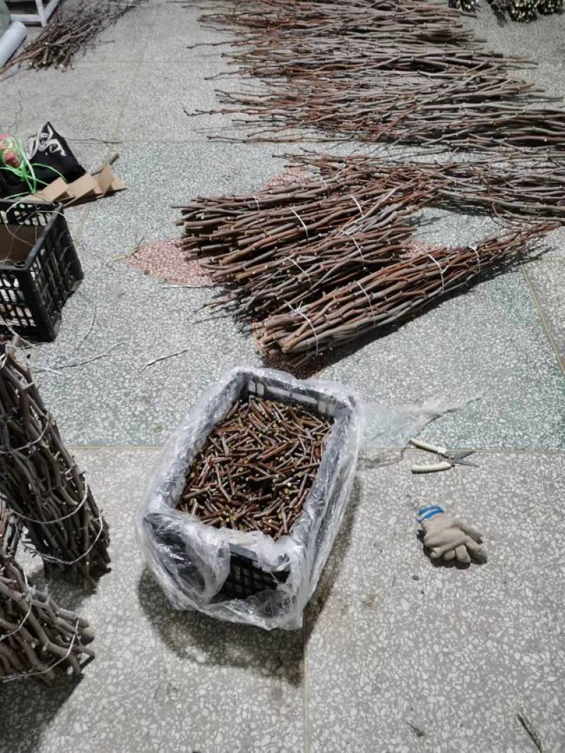 蟠枣苗蟠枣接穗二代精品蟠枣个大味浓质优产量高