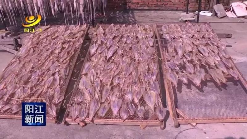 阳江特产闸坡鱿鱼干本地鱿鱼淡干船晒鱿鱼干自吃送礼佳品特级