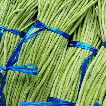 广西省北海市合浦长豆角开始大量上市，颜色青绿细条。
