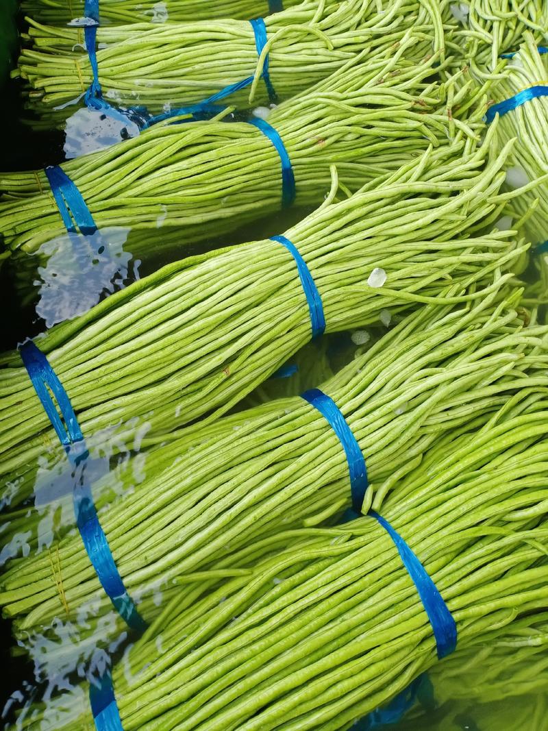 广西省北海市合浦长豆角开始大量上市，颜色青绿细条。