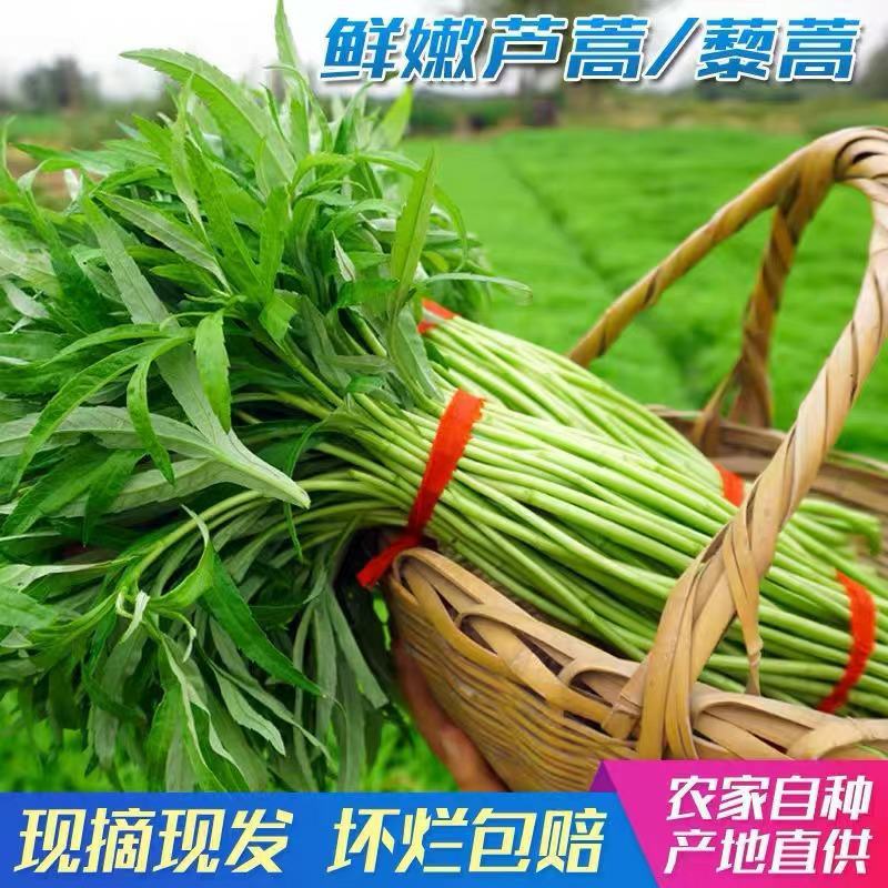 湖北泥蒿芦蒿批发全国发货坏蒿包赔提供一件代发