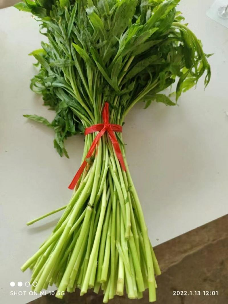 湖北泥蒿芦蒿批发全国发货坏蒿包赔提供一件代发