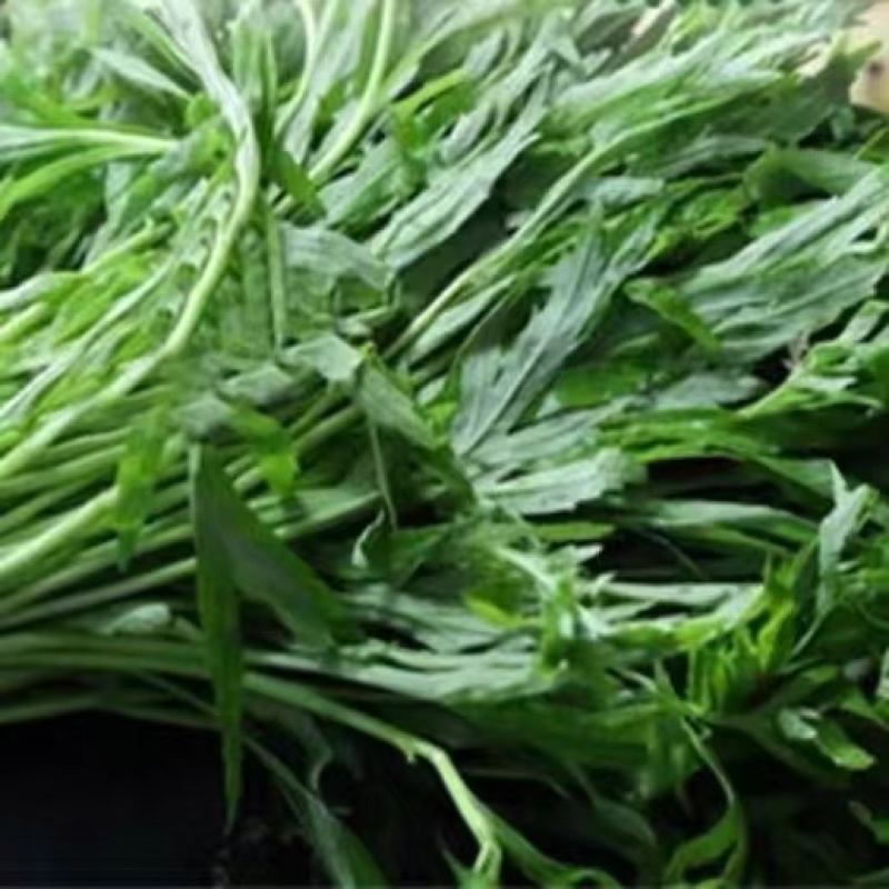 湖北泥蒿芦蒿批发全国发货坏蒿包赔提供一件代发