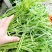 湖北泥蒿芦蒿批发全国发货坏蒿包赔提供一件代发
