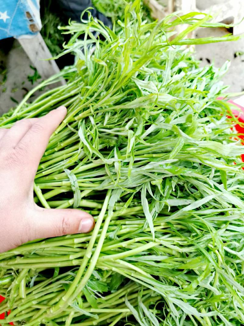湖北泥蒿芦蒿批发全国发货坏蒿包赔提供一件代发