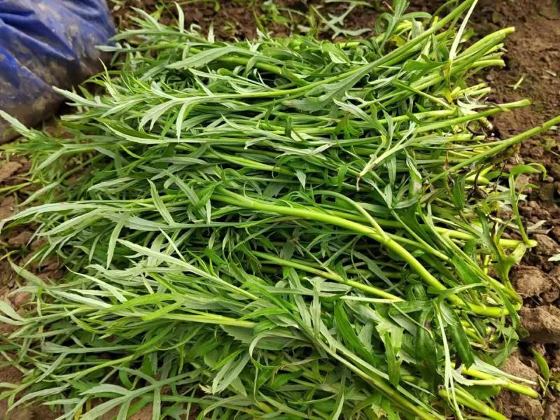 湖北泥蒿芦蒿批发全国发货坏蒿包赔提供一件代发