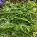 湖北泥蒿芦蒿批发全国发货坏蒿包赔提供一件代发