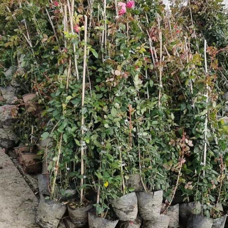 蔷薇公园绿化、行道风景、植树造林、占地用苗、房地产绿化