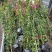 蔷薇公园绿化、行道风景、植树造林、占地用苗、房地产绿化