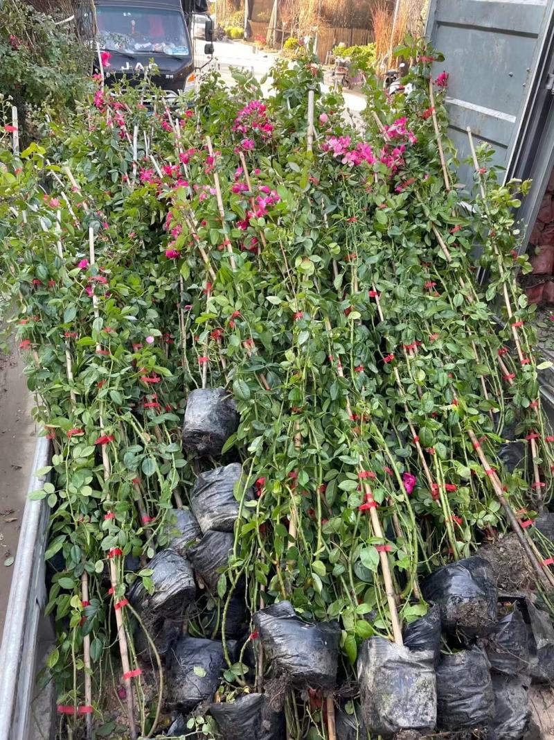 蔷薇公园绿化、行道风景、植树造林、占地用苗、房地产绿化