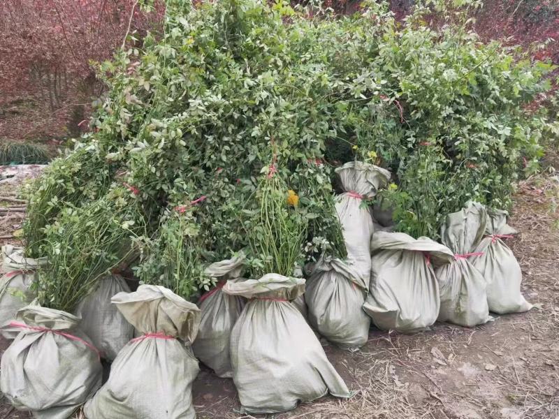 蔷薇公园绿化、行道风景、植树造林、占地用苗、房地产绿化
