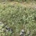 蔷薇公园绿化、行道风景、植树造林、占地用苗、房地产绿化