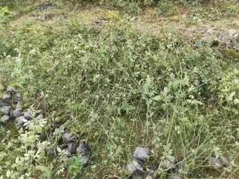 蔷薇公园绿化、行道风景、植树造林、占地用苗、房地产绿化